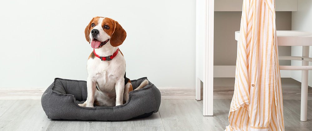how to keep bed clean with dogs