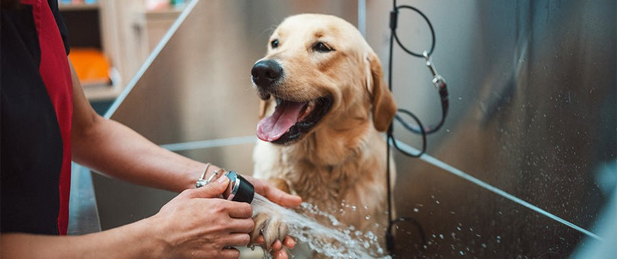 Odor Removing Dog Cleaning Tips