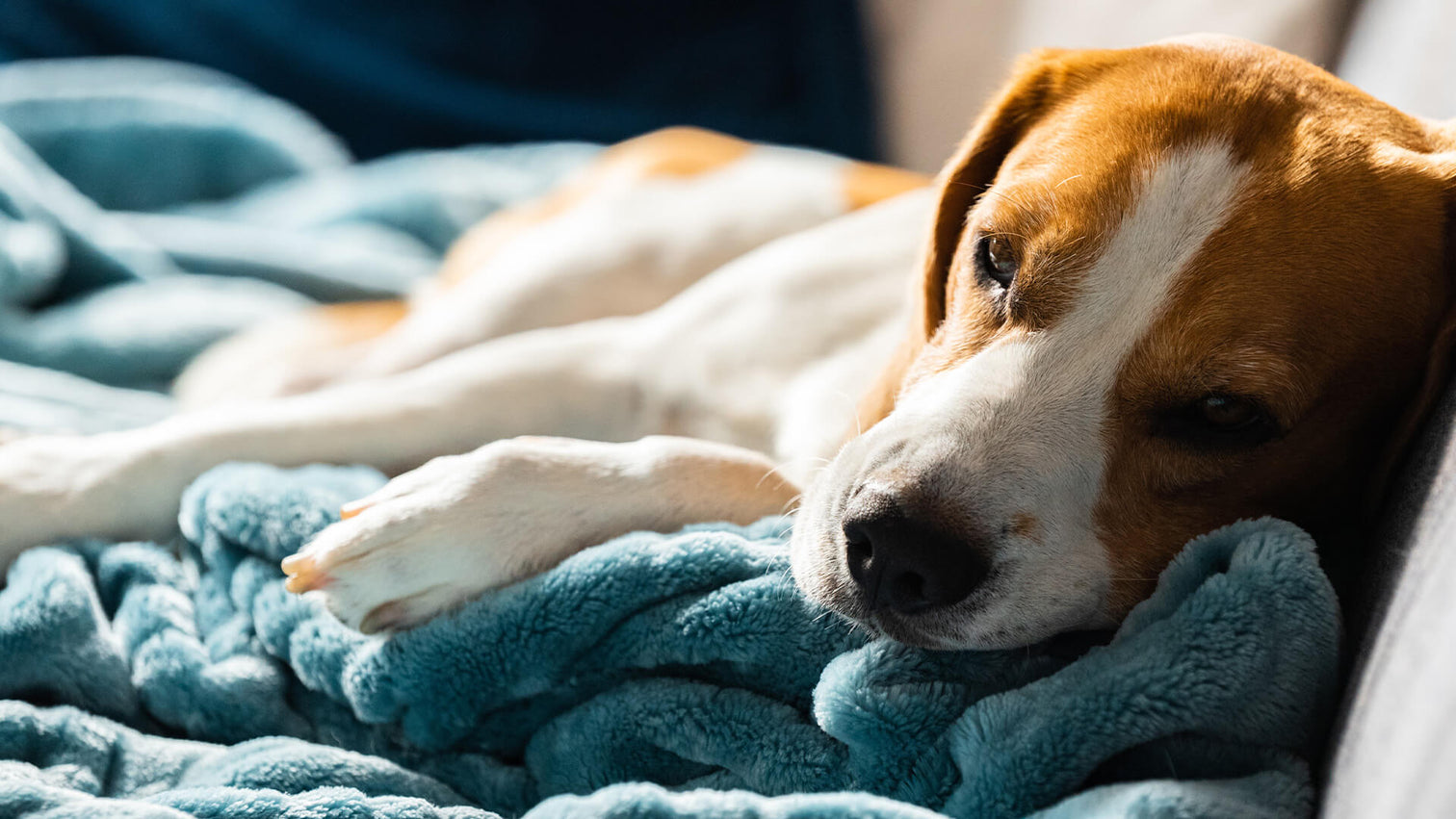 How to Get Smells Out of Blankets
